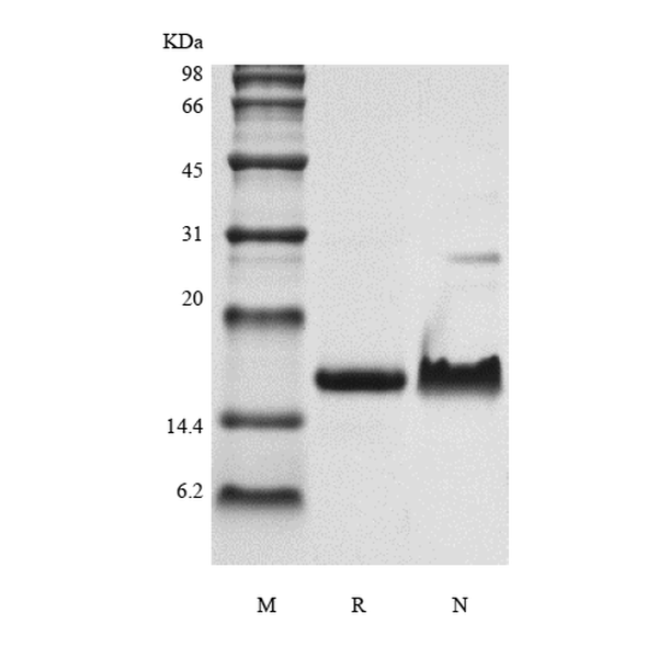Recombinant Murine Exodus-2/CCL21