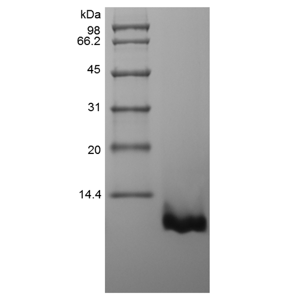 Recombinant Murine Macrophage-Derived Chemokine/CCL22