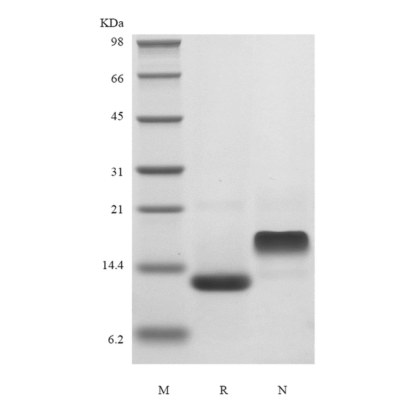 Recombinant Murine Eotaxin-2/CCL24