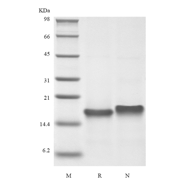 Recombinant Murine Thymus Expressed Chemokine/CCL25