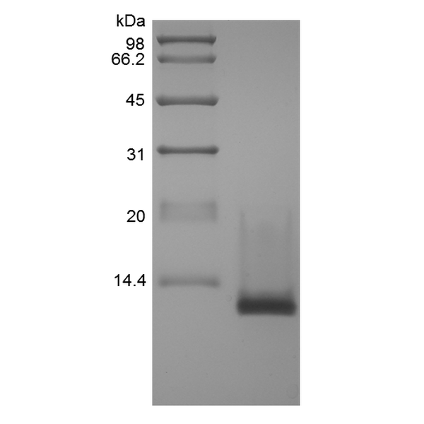 Recombinant Murine Cuteaneous T-cell Attracting Chemokine/CCL27