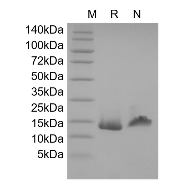 Recombinant Murine Mucosae-associated Epithelial Chemokine/CCL28