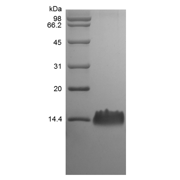 Recombinant Rat LPS-induced CXC Chemokine/CXCL5