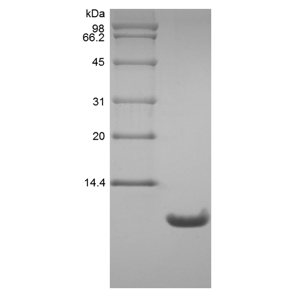 Recombinant Rat Neutrophil Activating Peptide 2/CXCL7