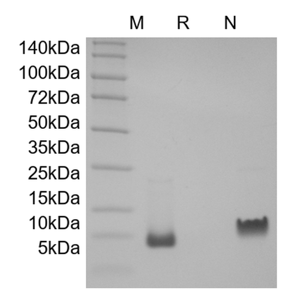 Recombinant Rat gamma-Interferon Inducible Protein 10/CXCL10