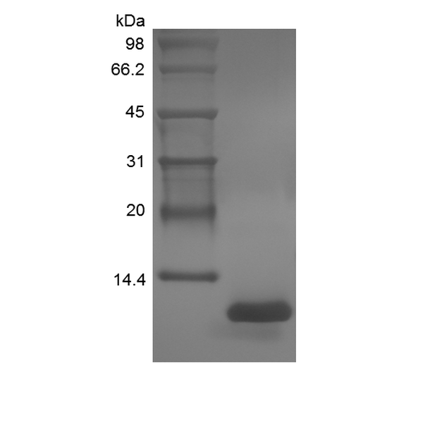 Recombinant Rat Fractalkine/CX3CL1
