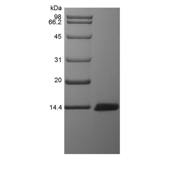 Recombinant Rat Monocyte Chemoattractant Protein 3/CCL7