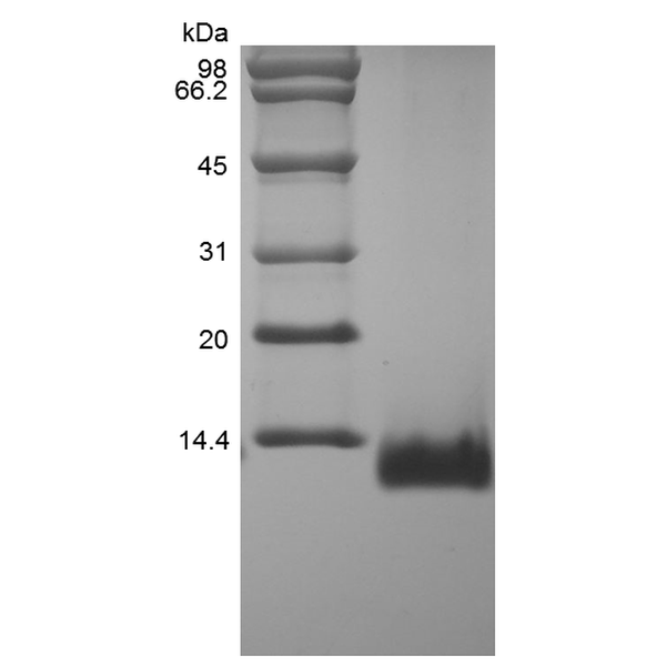 Recombinant Rat Eotaxin/CCL11