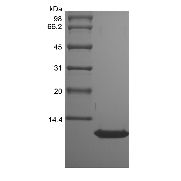 Recombinant Rat Thymus and Activation Regulated Chemokine/CCL17