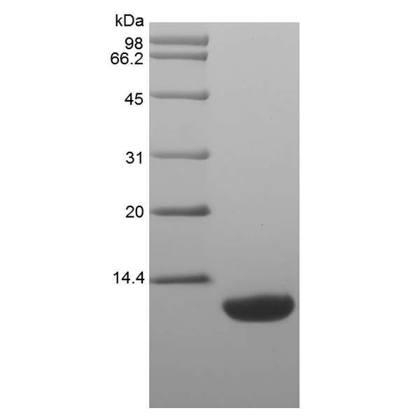Recombinant Rat Macrophage-Derived Chemokine/CCL22