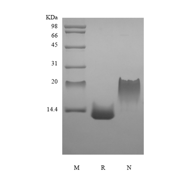 Recombinant Rat Eotaxin-2/CCL24