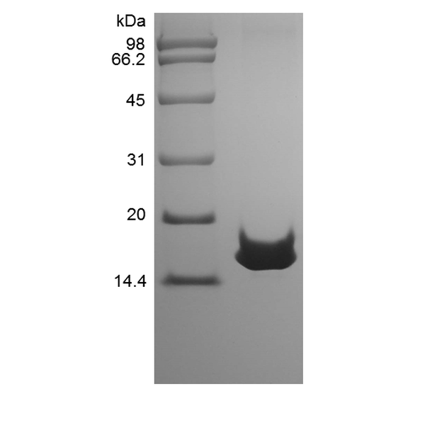Recombinant Rat Mucosae-associated Epithelial Chemokine/CCL28