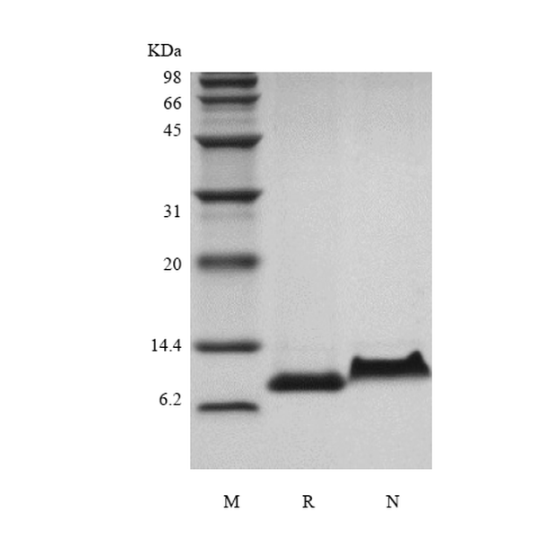 Recombinant Rhesus Macaque Regulation upon Activation Normal T cell Express Sequence/CCL5