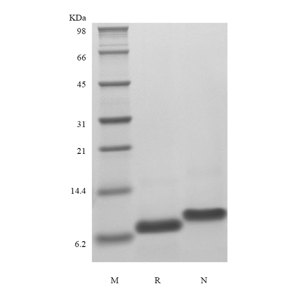 Recombinant Human Epithelial Neutrophil Activating Peptide-78, 1-78 a.a./CXCL5