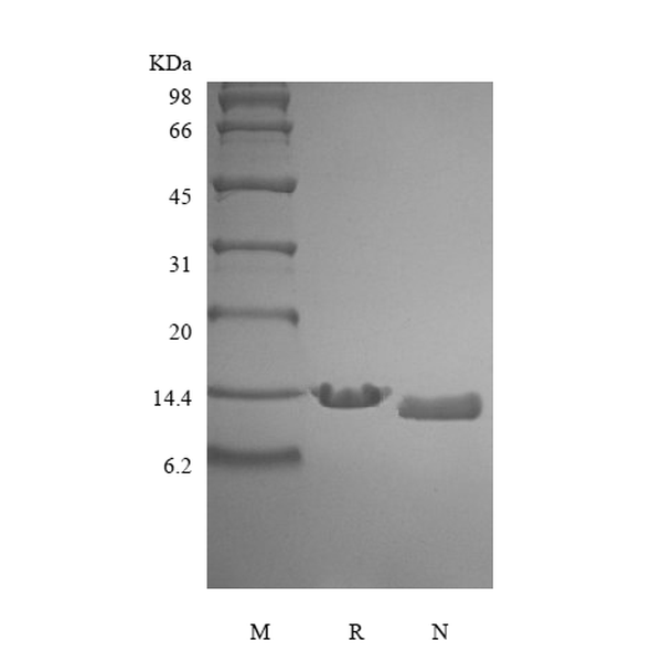 Recombinant Human Parathyroid Hormone 1-84, 15N Stable Isotope Labeled
