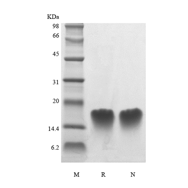 Recombinant Human Parathyroid Hormone 39-68
