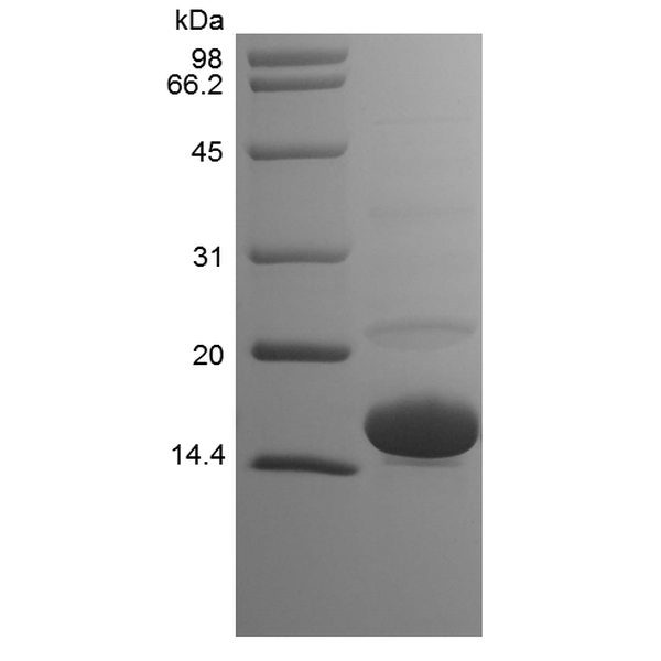 Recombinant Human Cu/Zn Superoxide Dismutase
