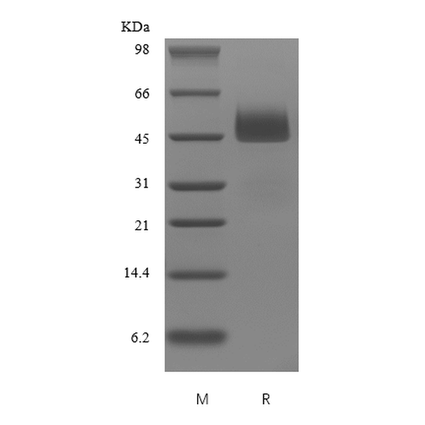 Recombinant Human Neuroserpin