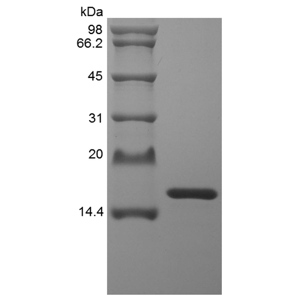 Recombinant Staphylokinase