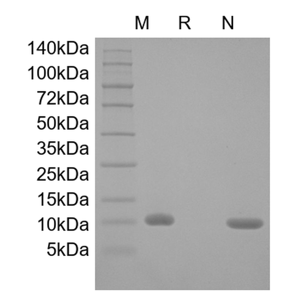 Recombinant Human Macrophage Migration Inhibitory Factor