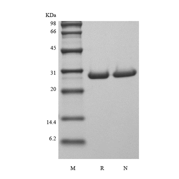 Recombinant Human Galectin-3