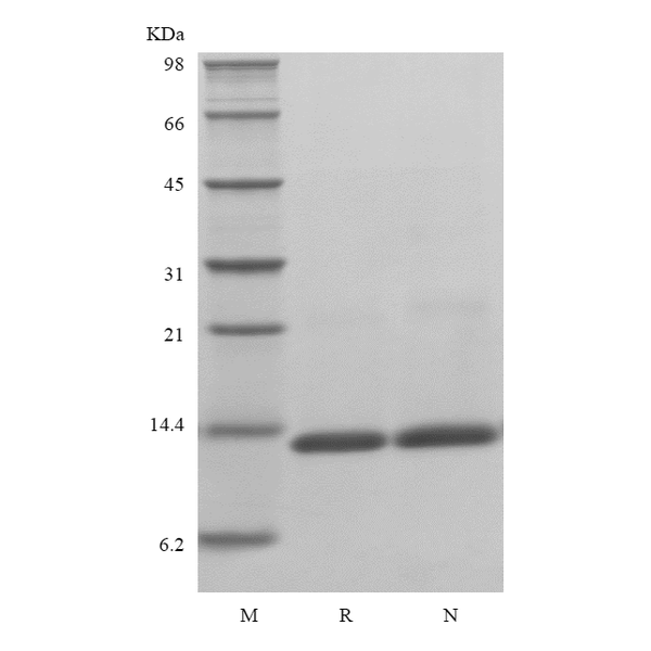 Recombinant Human Macrophage Migration Inhibitory Factor, His