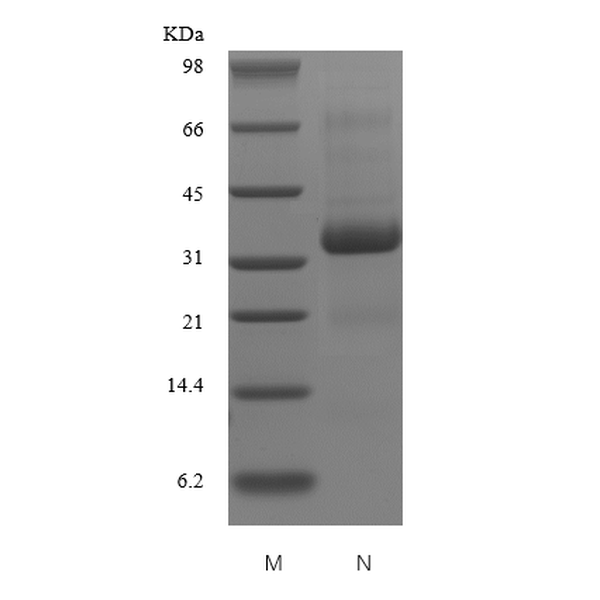 Recombinant Human Secreted Protein Acidic and Rich in Cysteine