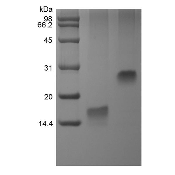 Recombinant Human Trefoil Factor 3