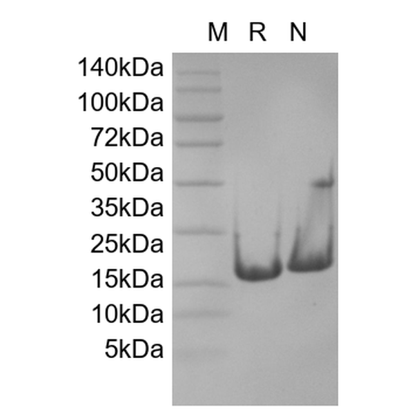 Recombinant Human Cyclin-Dependent Kinase Inhibitor 2A, Isoform 1-TAT