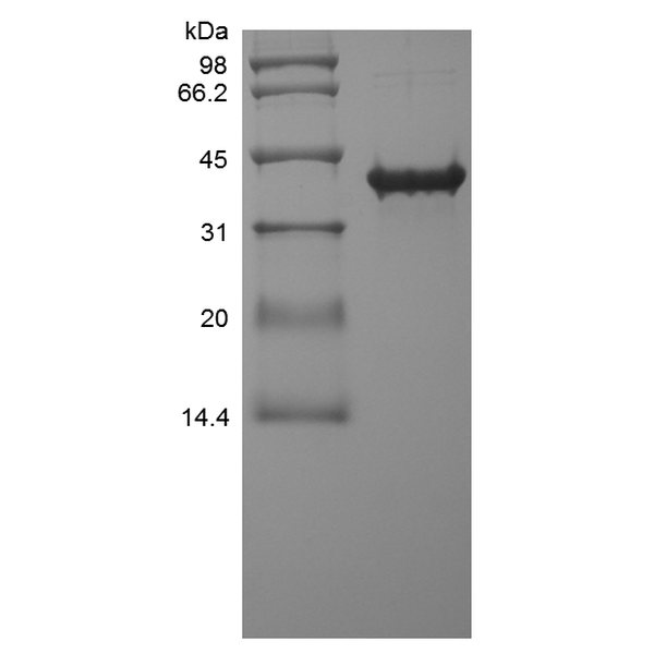 Recombinant Human SOX2-TAT