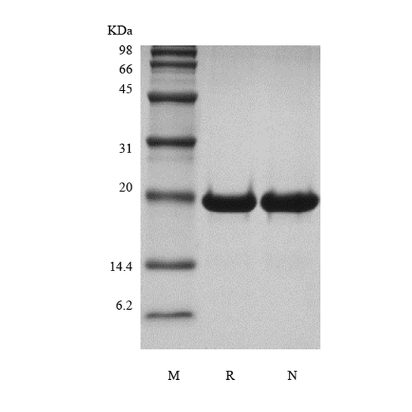 Recombinant Human Desert Hedgehog Cys23IleIle