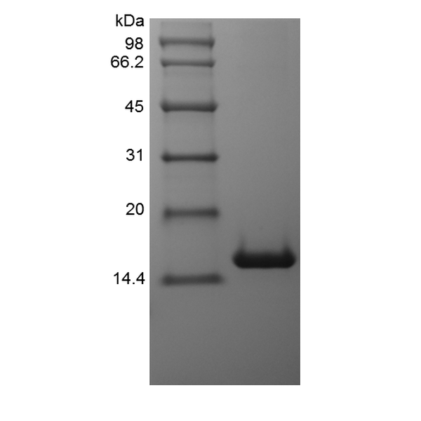 Recombinant Human Bcl-w
