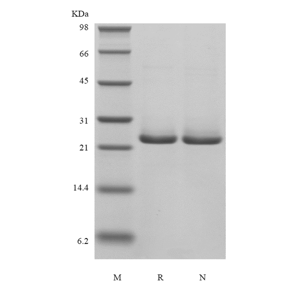 Recombinant Human B-cell Lymphoma 2