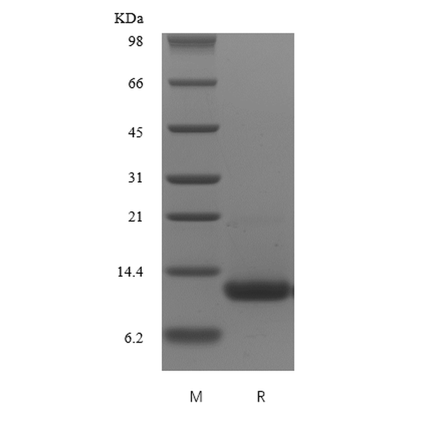 Recombinant Human Melanoma Inhibitory Activity Protein