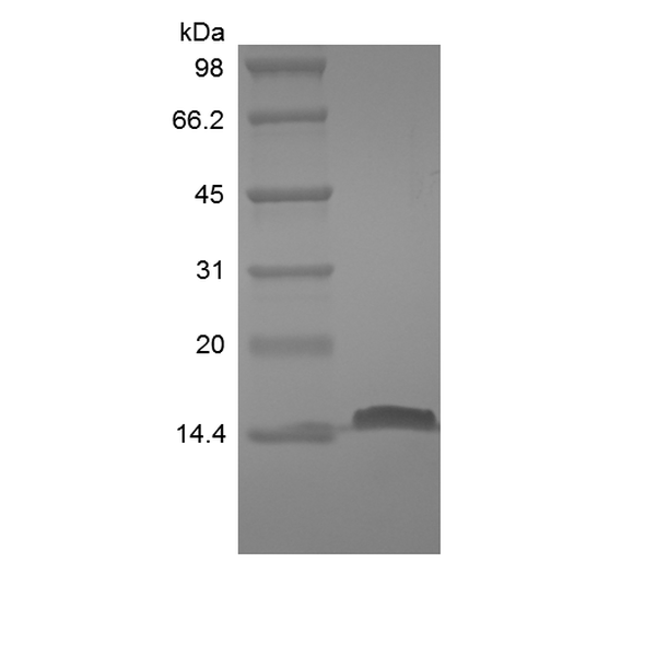 Recombinant Human Fatty-acid-binding Protein 2