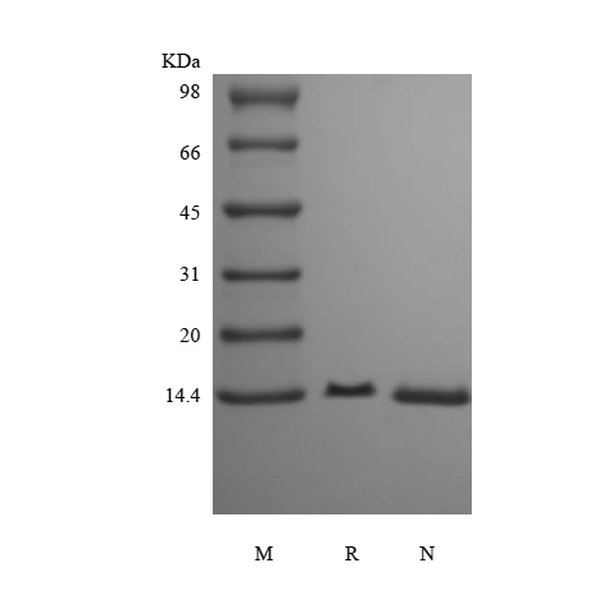 Recombinant Human Fatty-acid-binding Protein 6