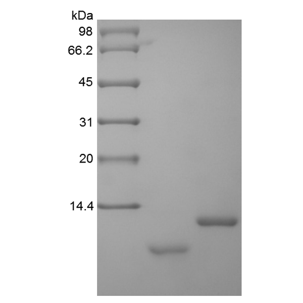 Recombinant Human Uteroglobin
