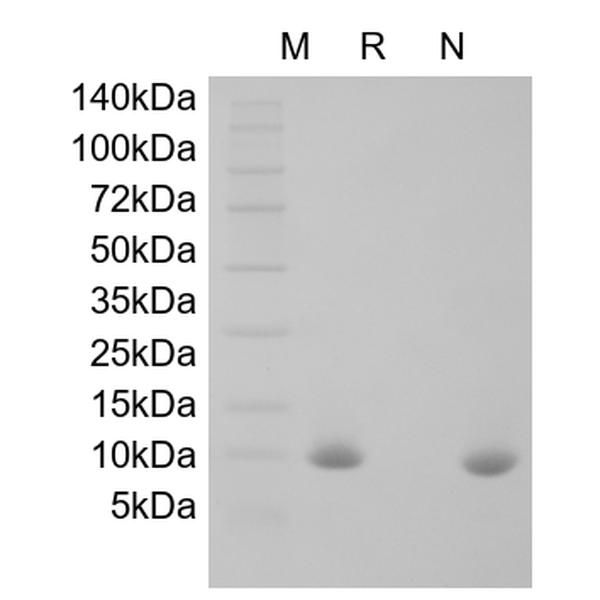 Recombinant Murine Migration Inhibitor Factor