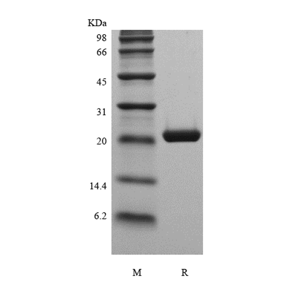 Recombinant Murine Cardiotrophin1