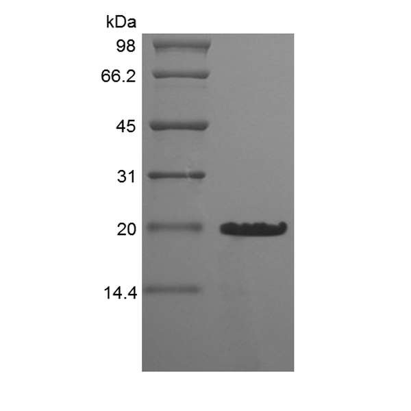 Recombinant Murine Desert Hedgehog Homolog Cys23IleIle