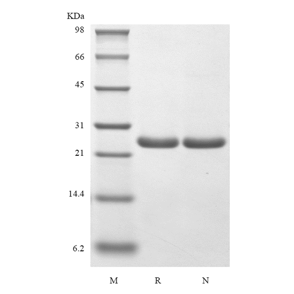 Recombinant Murine B-cell Lymphoma-extra Large