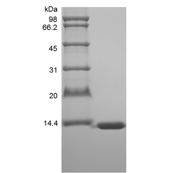 Recombinant Murine Fatty-acid-binding Protein 1