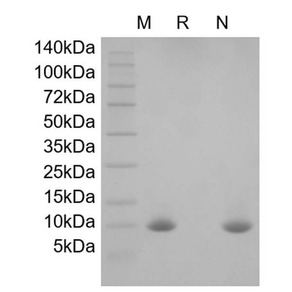 Recombinant Rat Migration Inhibitor Factor