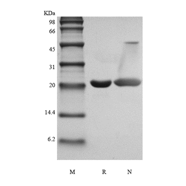 Recombinant Rat Cardiotrophin-1