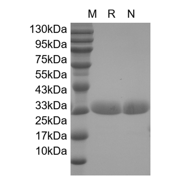 Recombinant Enhanced Green Fluorecence Protein