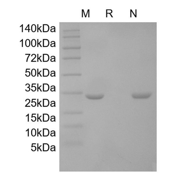 Recombinant Human Cardiotrophin-1