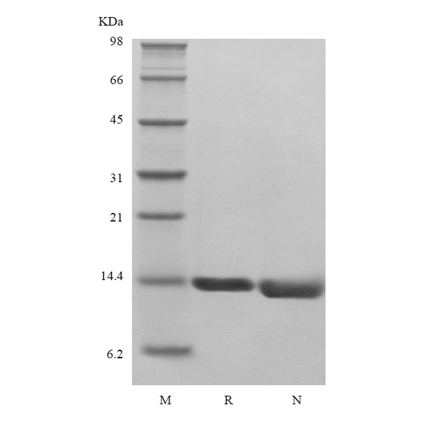 Recombinant Human Migration Inhibitor Factor, His, Avi