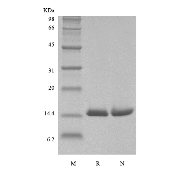 Biotinylated Recombinant Human Macrophage Migration Inhibitory Factor, His, Avi