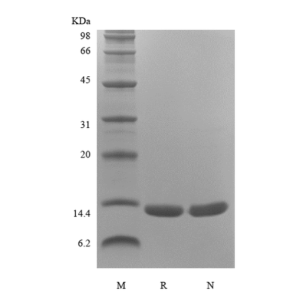 Recombinant Human Macrophage Migration Inhibitory Factor, Avi