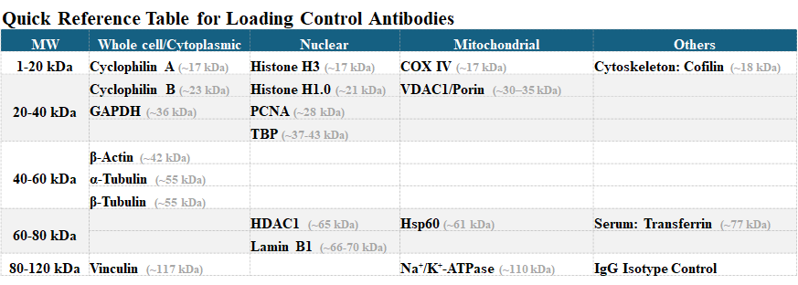 antibodies_1